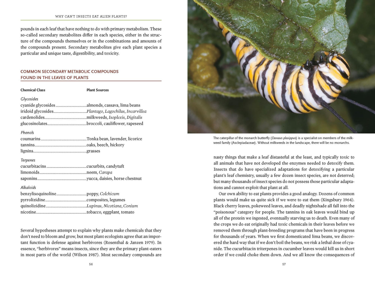 Bringing Nature Home: How You Can Sustain Wildlife with Native Plants, Updated and Expanded