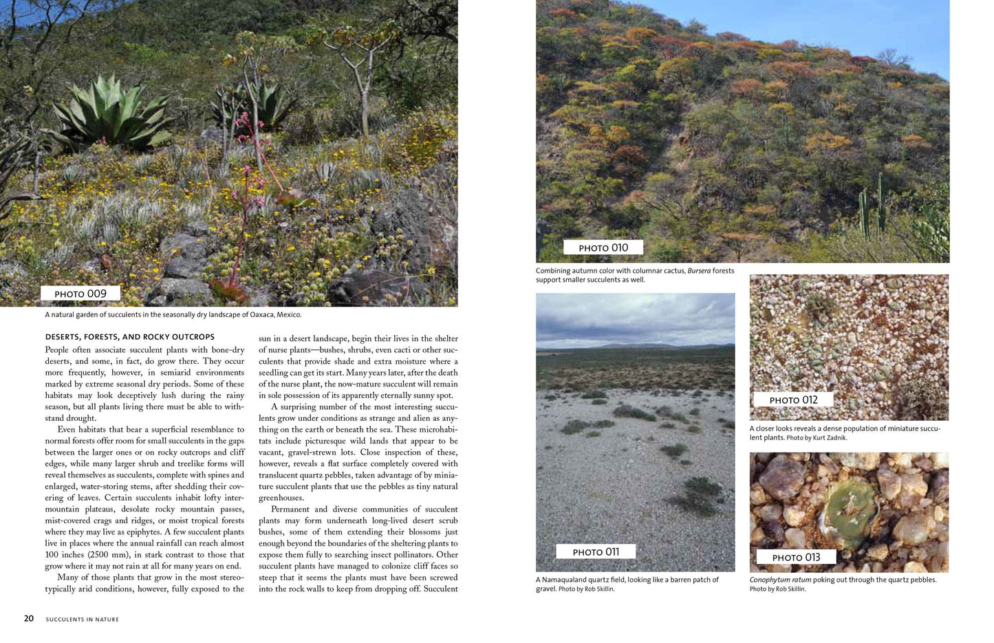 The Timber Press Guide to Succulent Plants of the World: A Comprehensive Reference to More than 2000 Species
