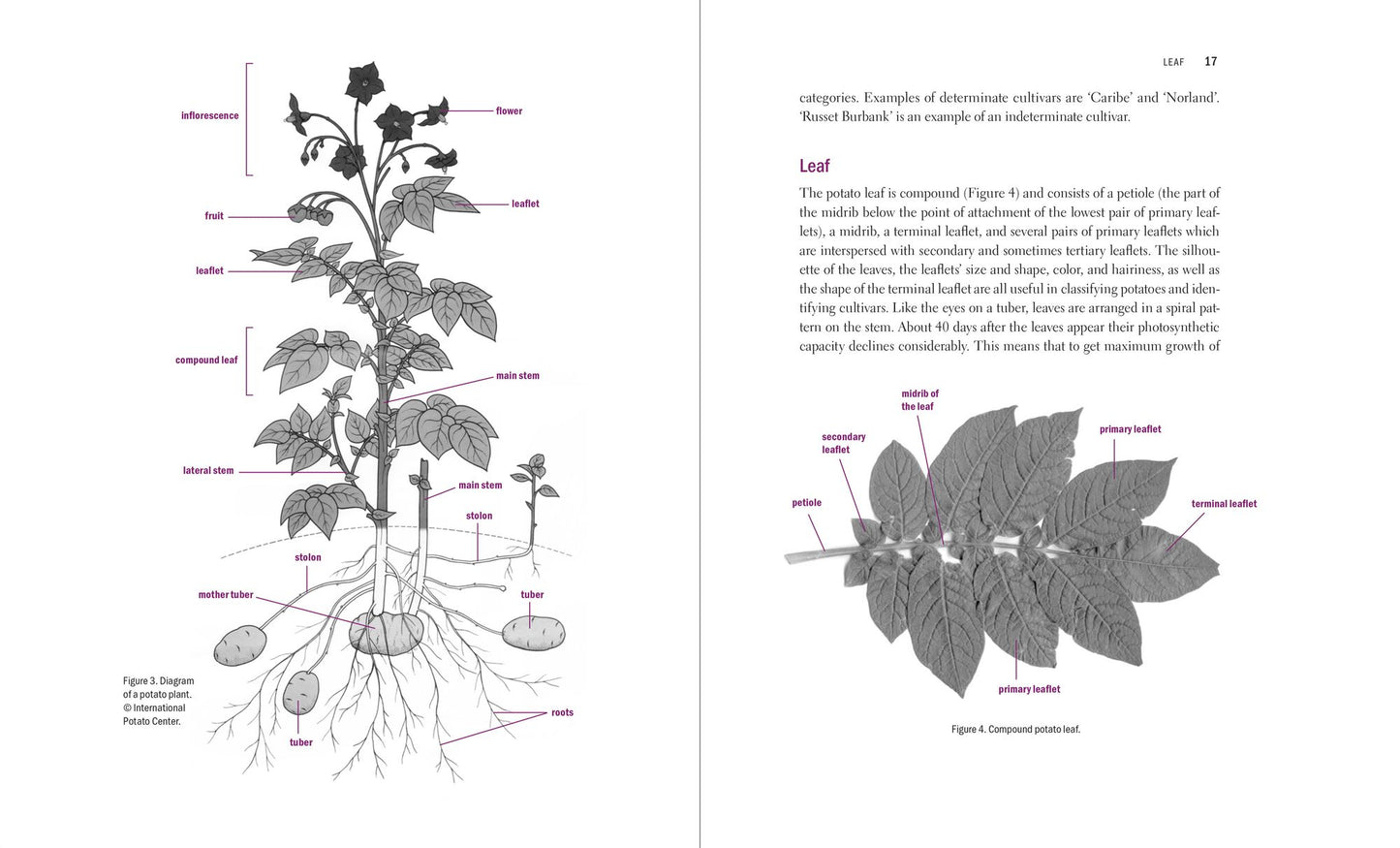 The Complete Book of Potatoes: What Every Grower and Gardener Needs to Know