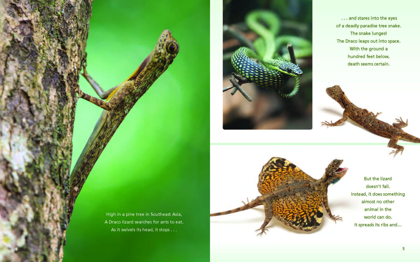 Catching Air: Taking the Leap with Gliding Animals