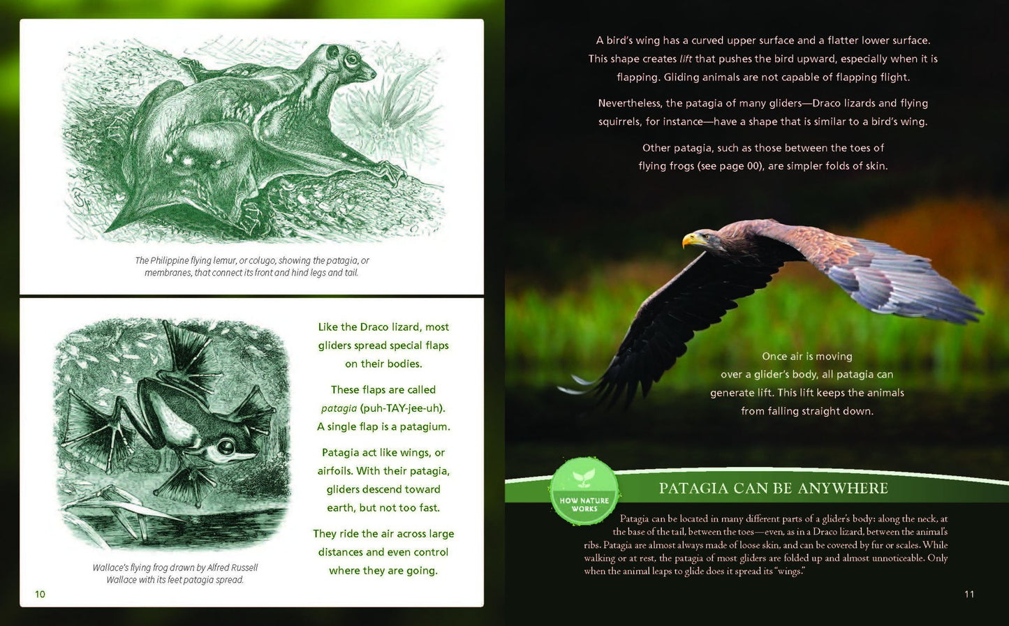 Catching Air: Taking the Leap with Gliding Animals