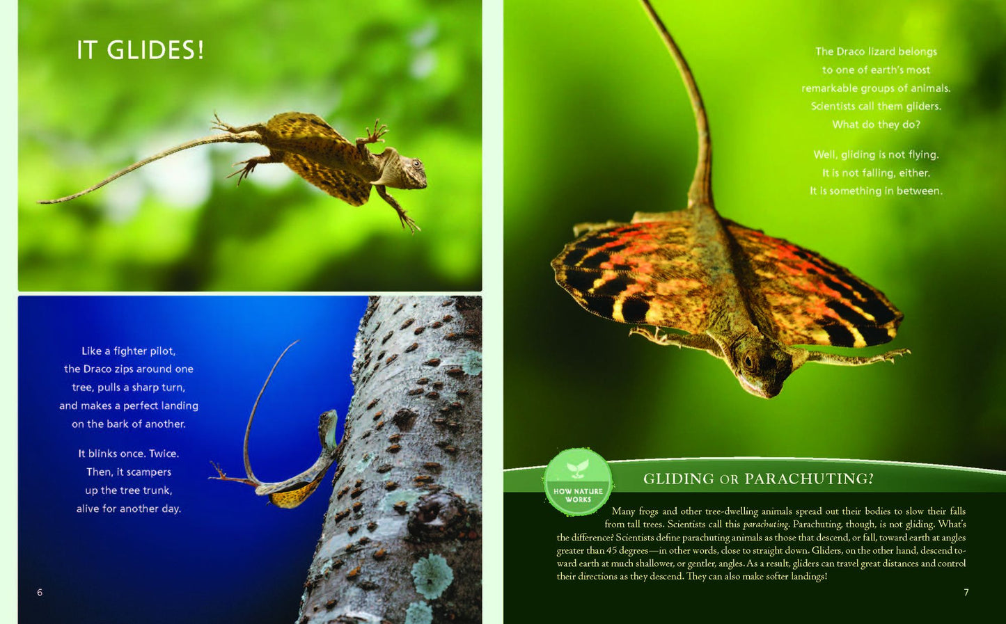 Catching Air: Taking the Leap with Gliding Animals