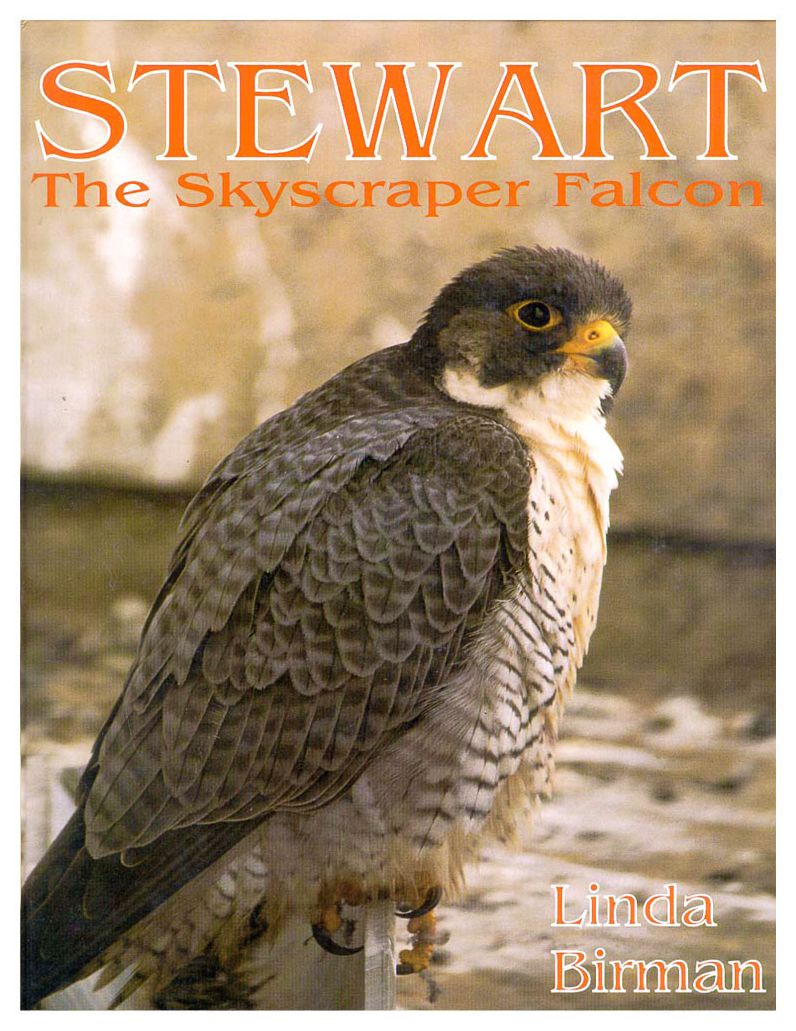 Stewart: The Skyscraper Falcon