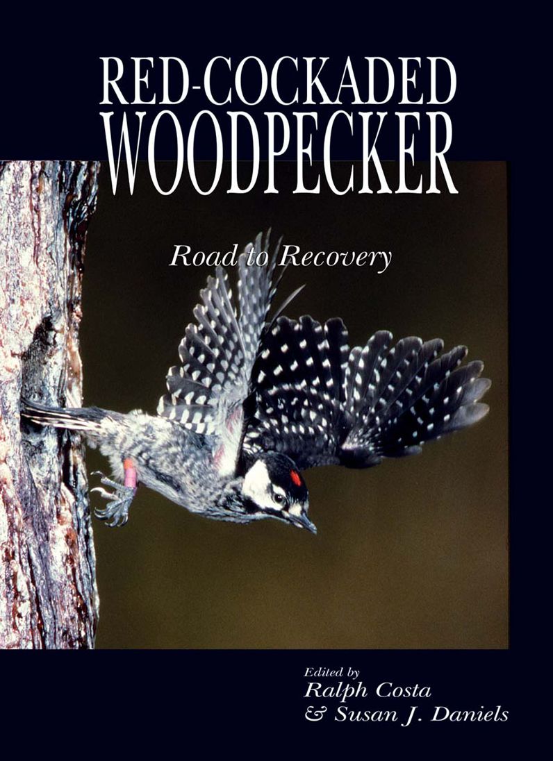 Red Cockaded Woodpecker