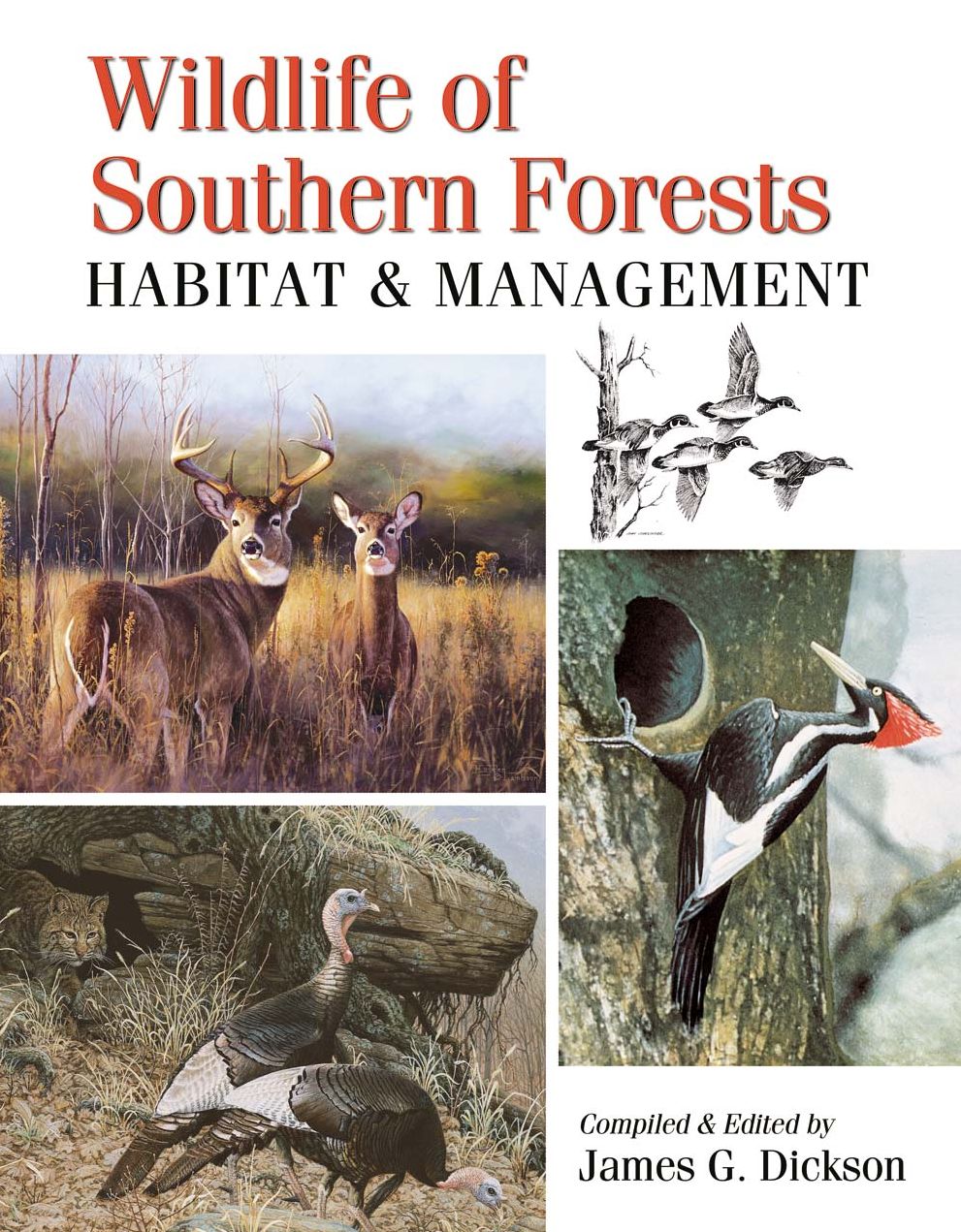 Wildlife of Southern Forests