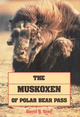 Musk Oxen of Polar Bear Pass