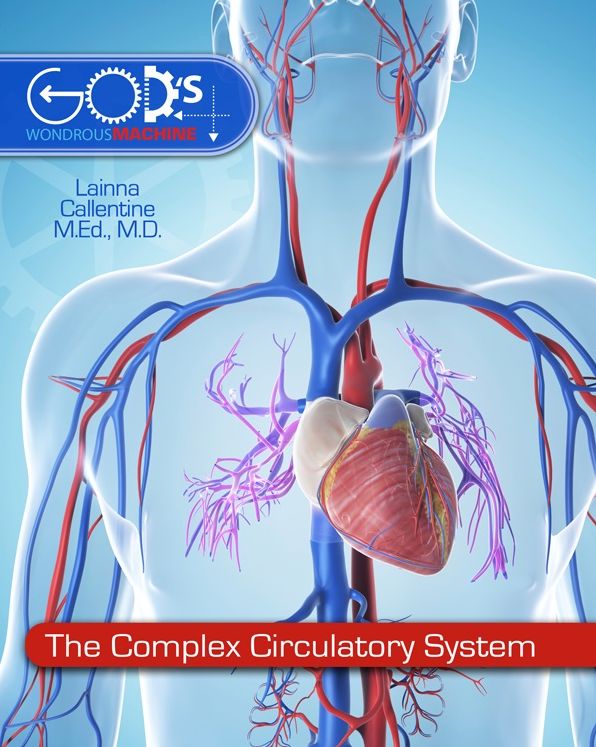 The Complex Circulatory System