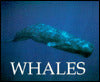 Whales