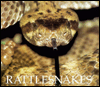 Rattlesnakes