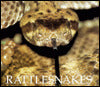 Rattlesnakes