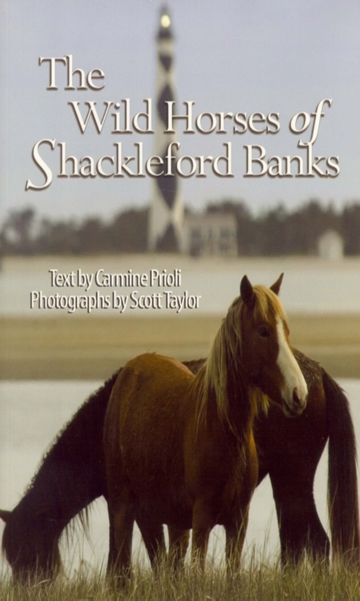 Wild Horses of Shackleford Banks