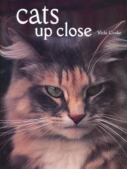 Cats Up Close