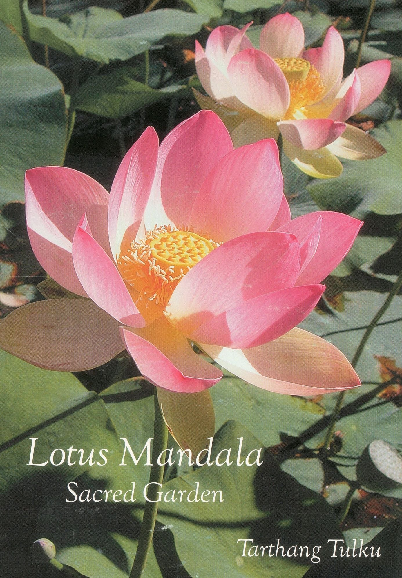 Lotus Mandala: Sacred Garden