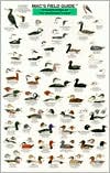 Mac's Field Guide to Water Birds of the Northeast Coast