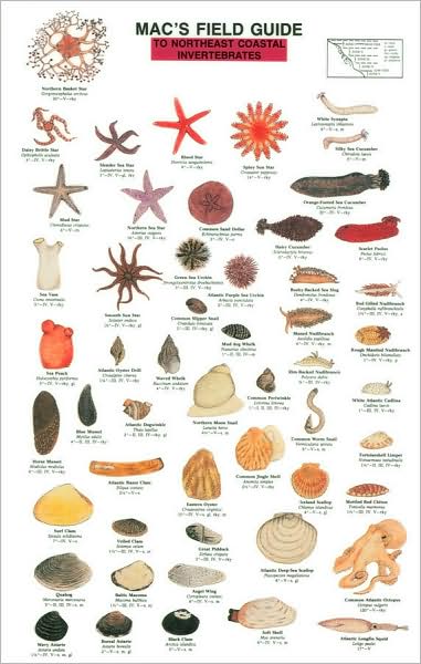 Mac's Field Guides to Northeast Coastal Invertebrates