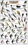 Mac's Field Guide to Southwest Park and Garden Birds