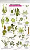 Mac's Field Guid to Southwest Cacti, Shrubs, Trees