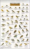 Mac's Field Guide to Southern California Park Backyard Birds