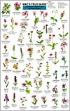 Rocky Mountain Wildflowers