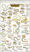 Mac's Field Guide to North American Reptiles