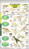 North America/Dinosaurs