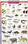 Mac's Field Guides: Great Smoky MTNS National Park Animals