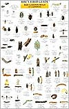 Mac's Field Guide to California Garden Bugs