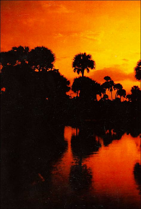 Floridays