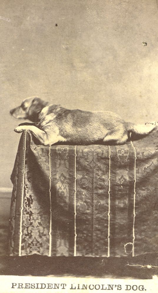 Abe & Fido: Lincoln's Love of Animals and the Touching Story of His Favorite Canine Companion