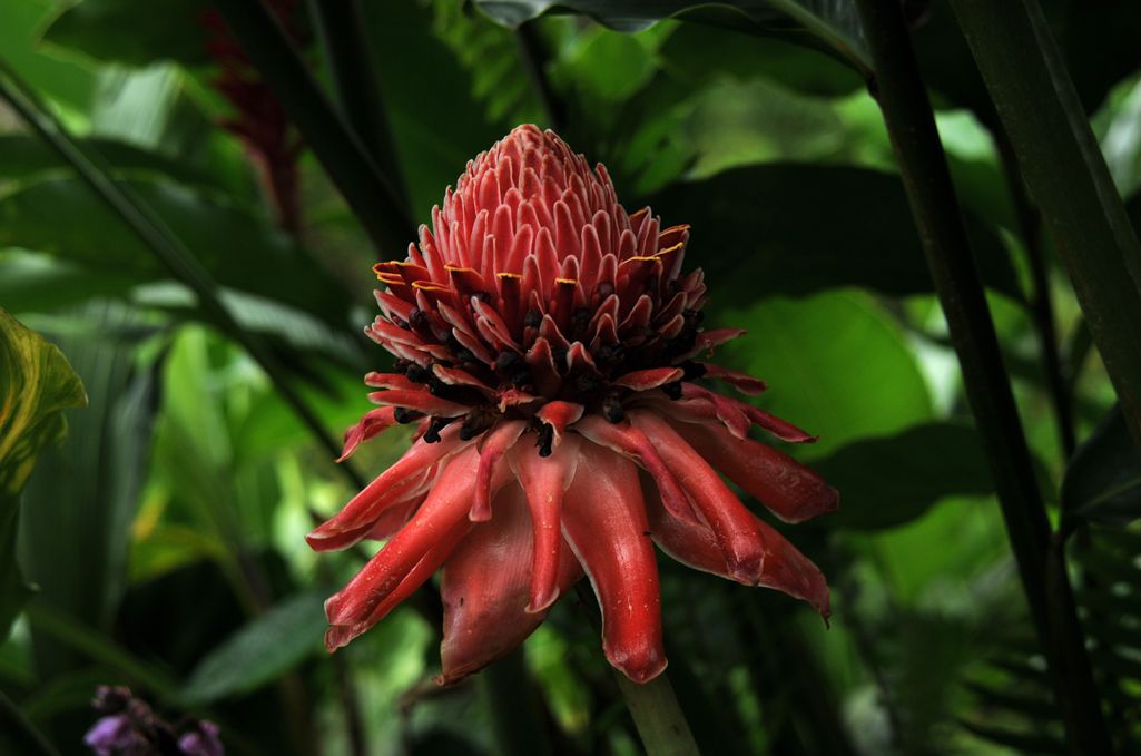 Islands of Eden: St.Vincent and the Grenadines