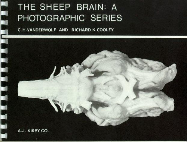 Sheep Brain