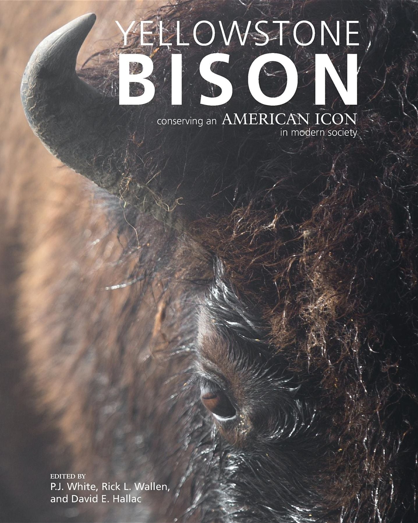 Yellowstone Bison: Conserving an American Icon in Modern Society