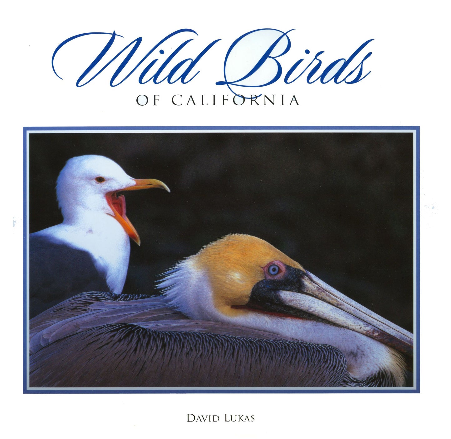 Wild Birds Of California