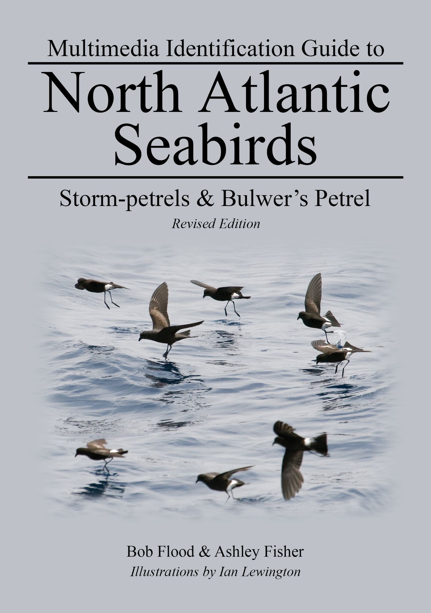 Storm-petrels & Bulwer's Petrel: North Atlantic Seabirds