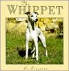 Whippet