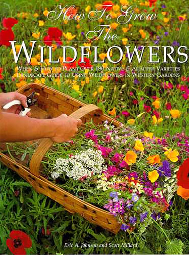 How to Grow Wildflowers in the Southwest