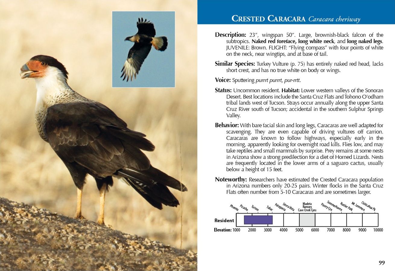 Birds of Southeastern Arizona