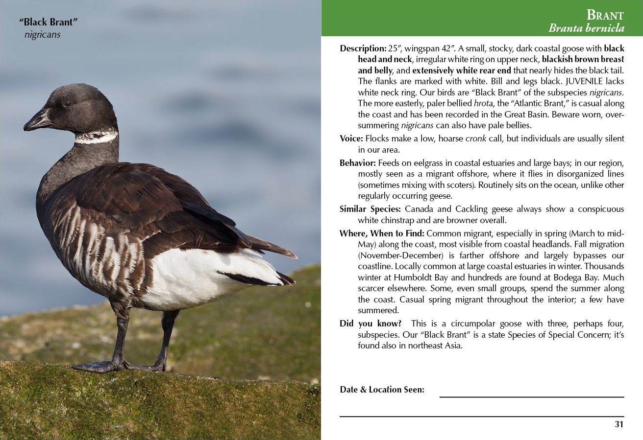 Birds of Northern California