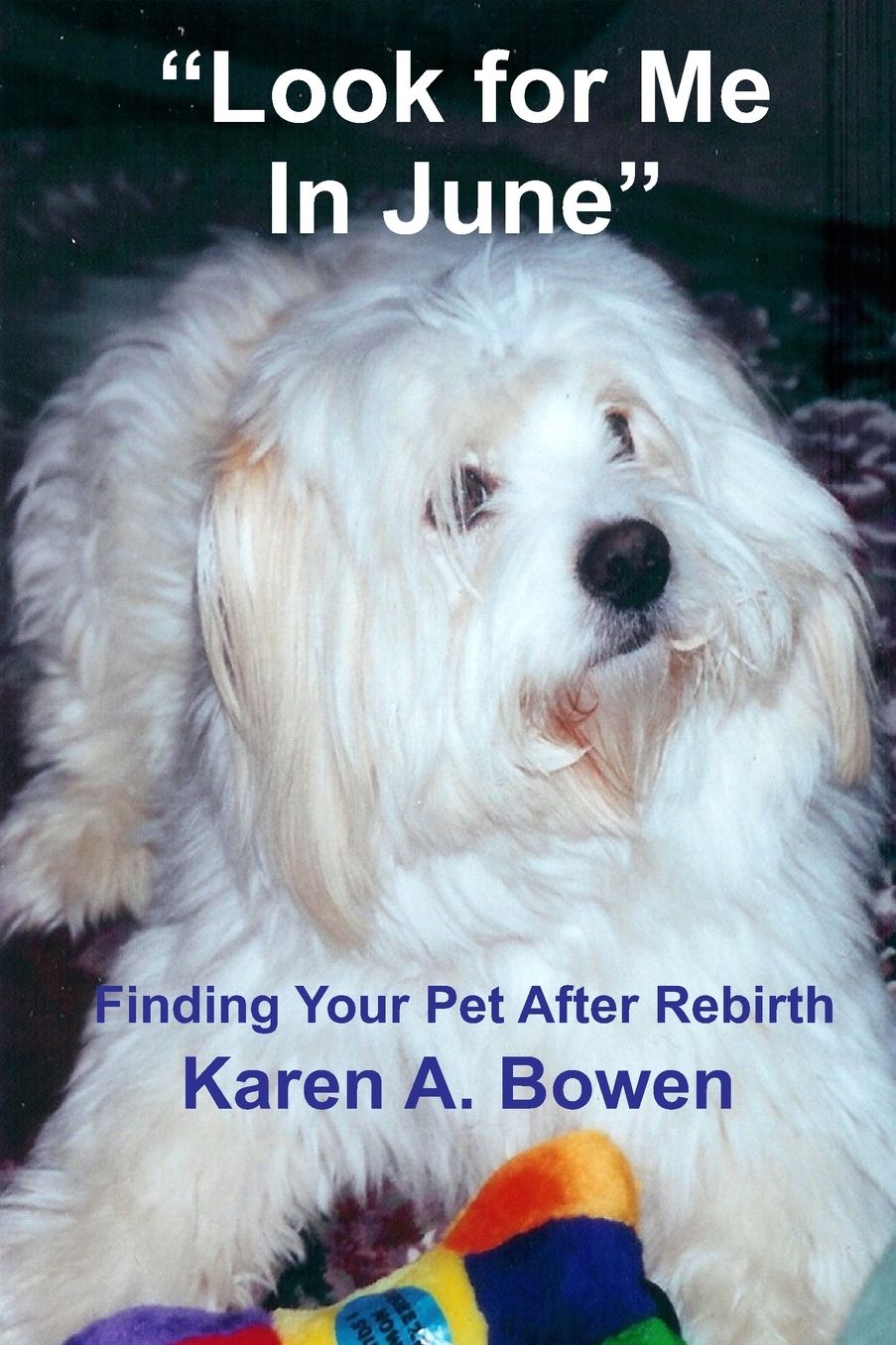 Look For Me in June: Finding Your Pet After Rebirth