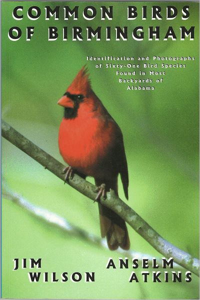 Common Birds of Birmingham