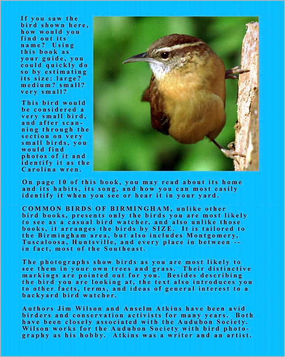 Common Birds of Birmingham