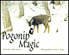 Pogonip Magic