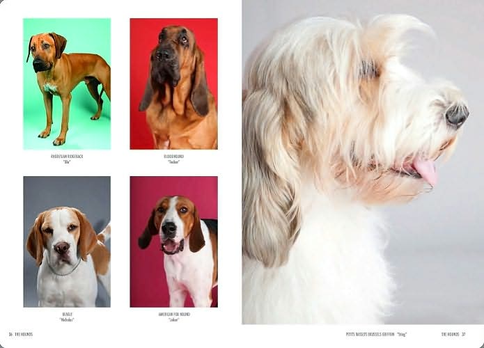Show Dogs: A Photographic Breed Guide