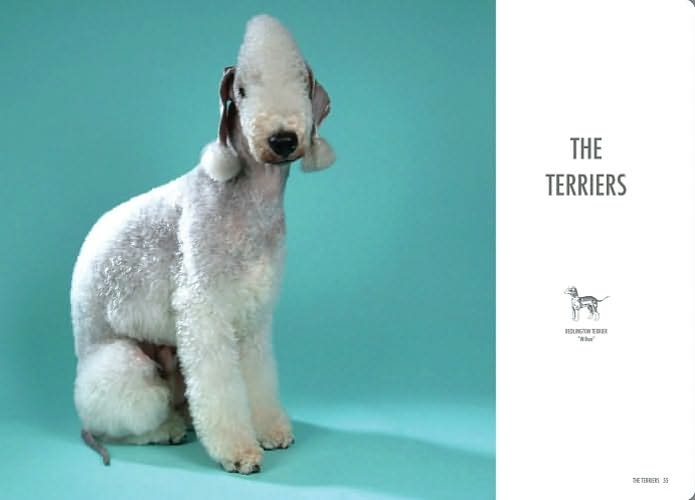 Show Dogs: A Photographic Breed Guide