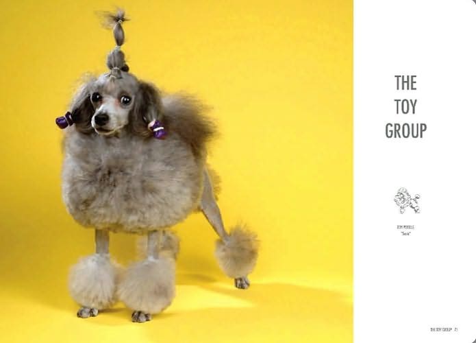Show Dogs: A Photographic Breed Guide