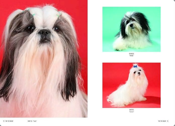 Show Dogs: A Photographic Breed Guide