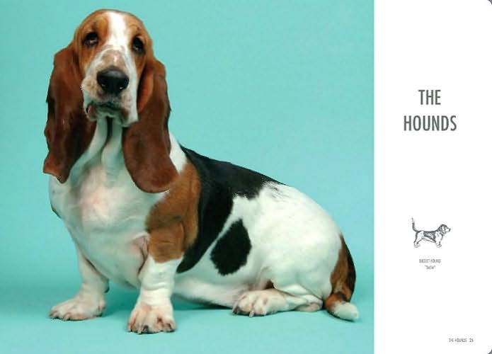 Show Dogs: A Photographic Breed Guide