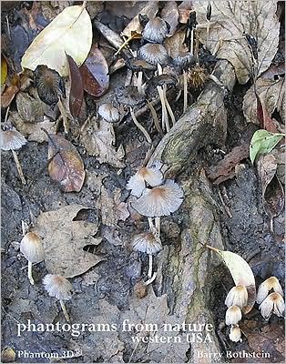 Phantograms from Nature Western USA