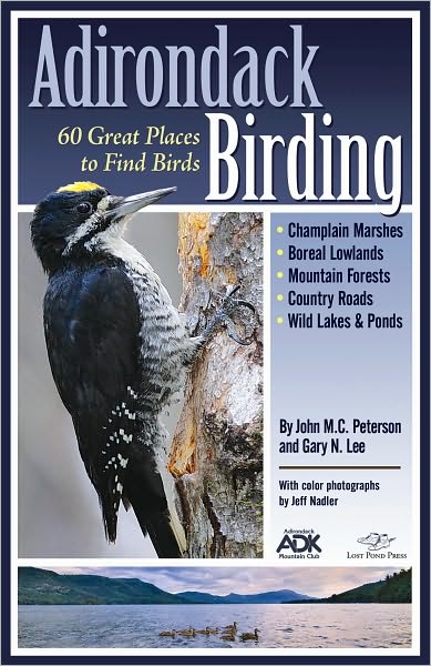 Adirondack Birding