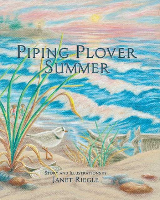 Piping Plover Summer
